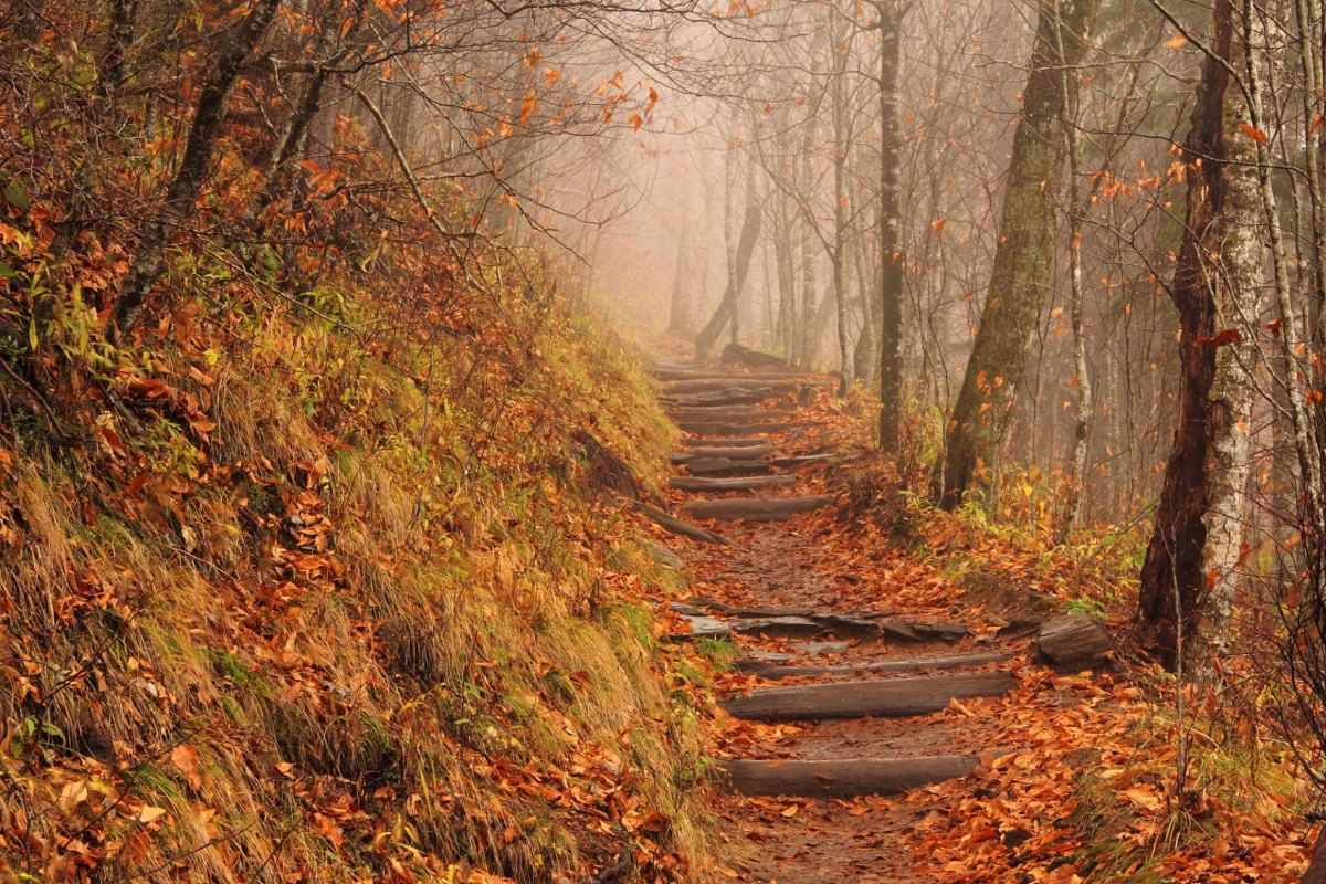 Best Fall Foliage Trails for Autumn Leaf Views