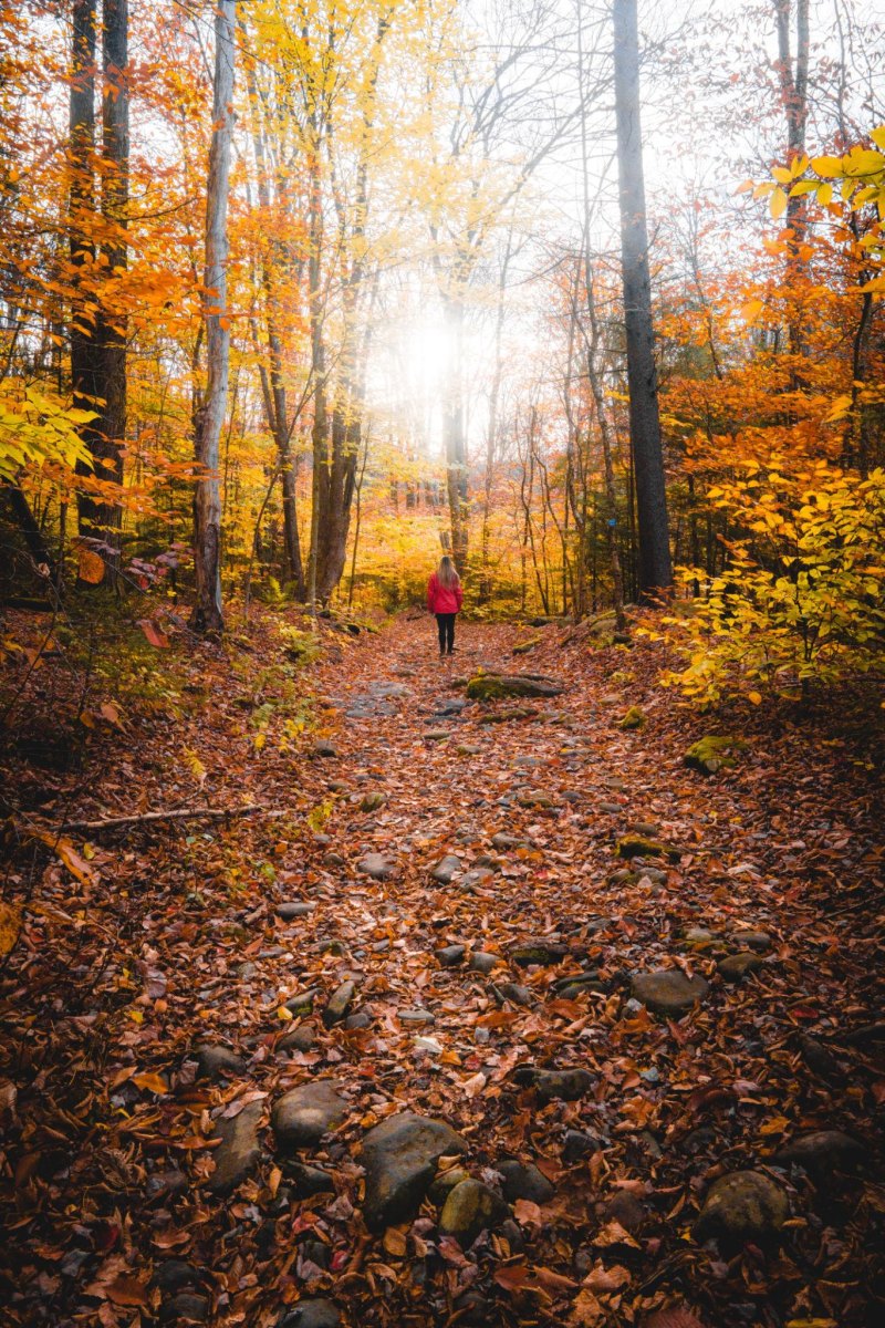 Catskill Mountains autumn trail