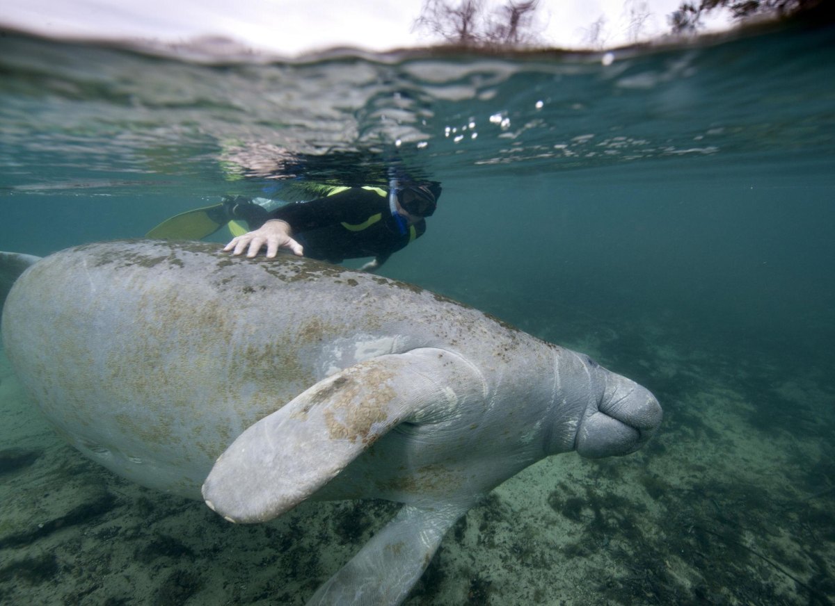 Crystal River Florida manatee springs
