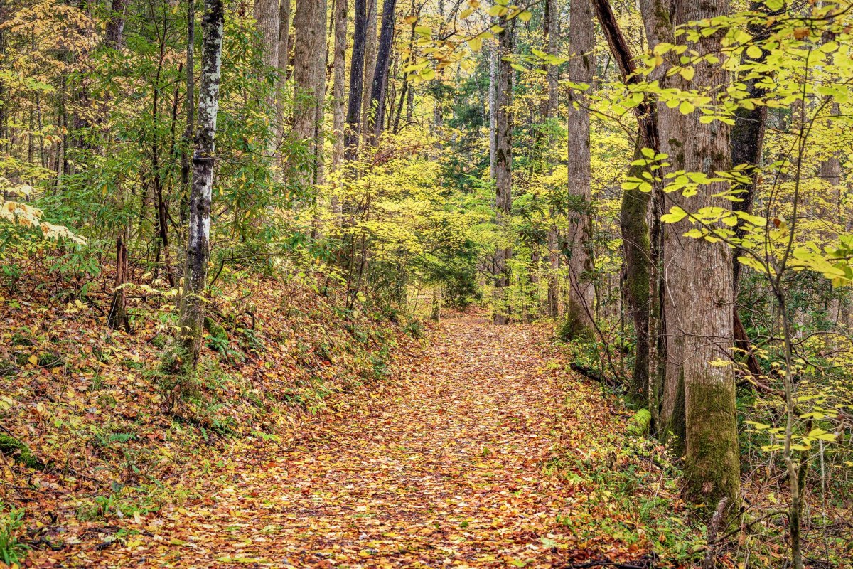 Smoky Mountains forest trail autumn