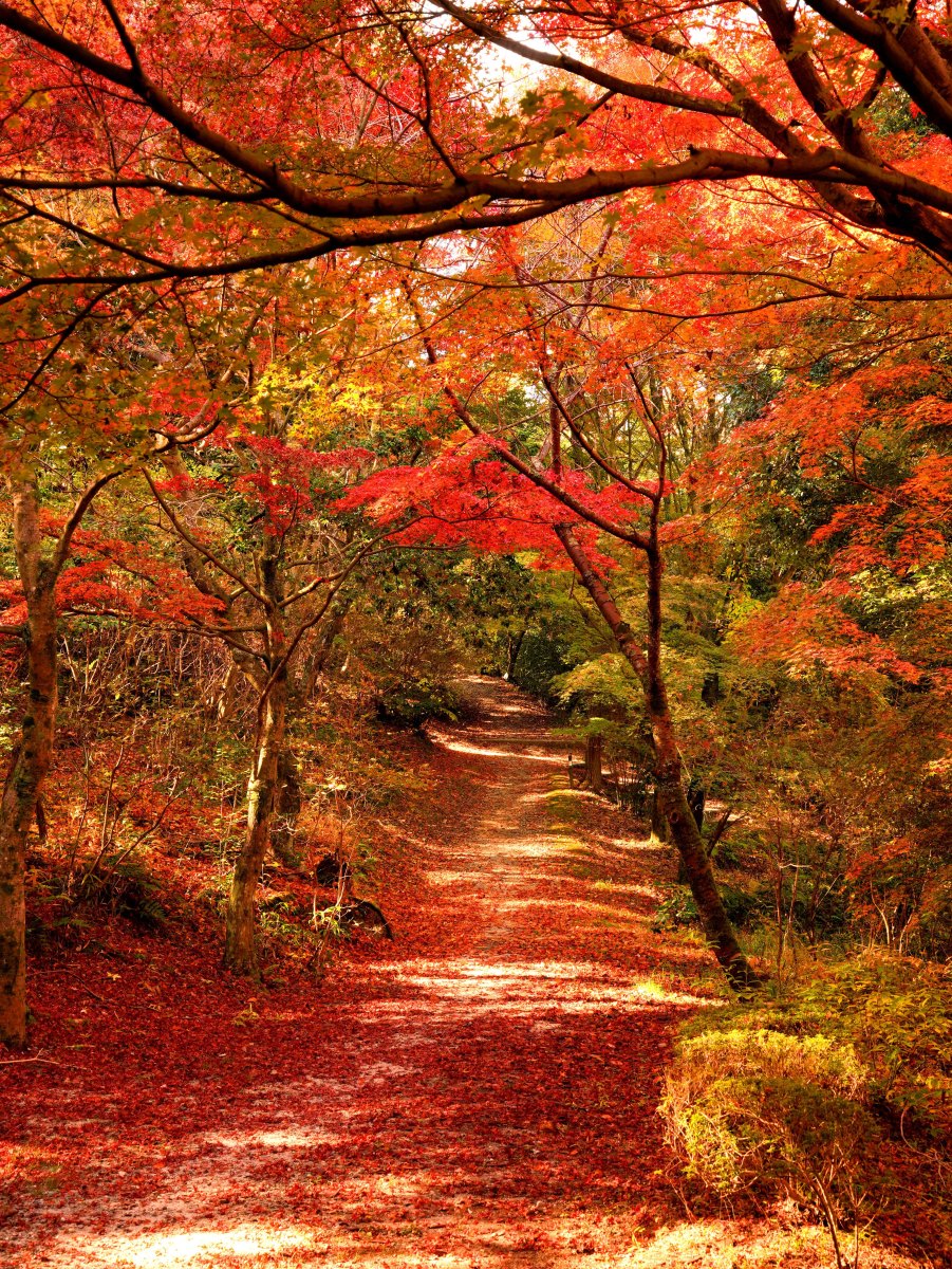 Japan forest trail autumn leaves