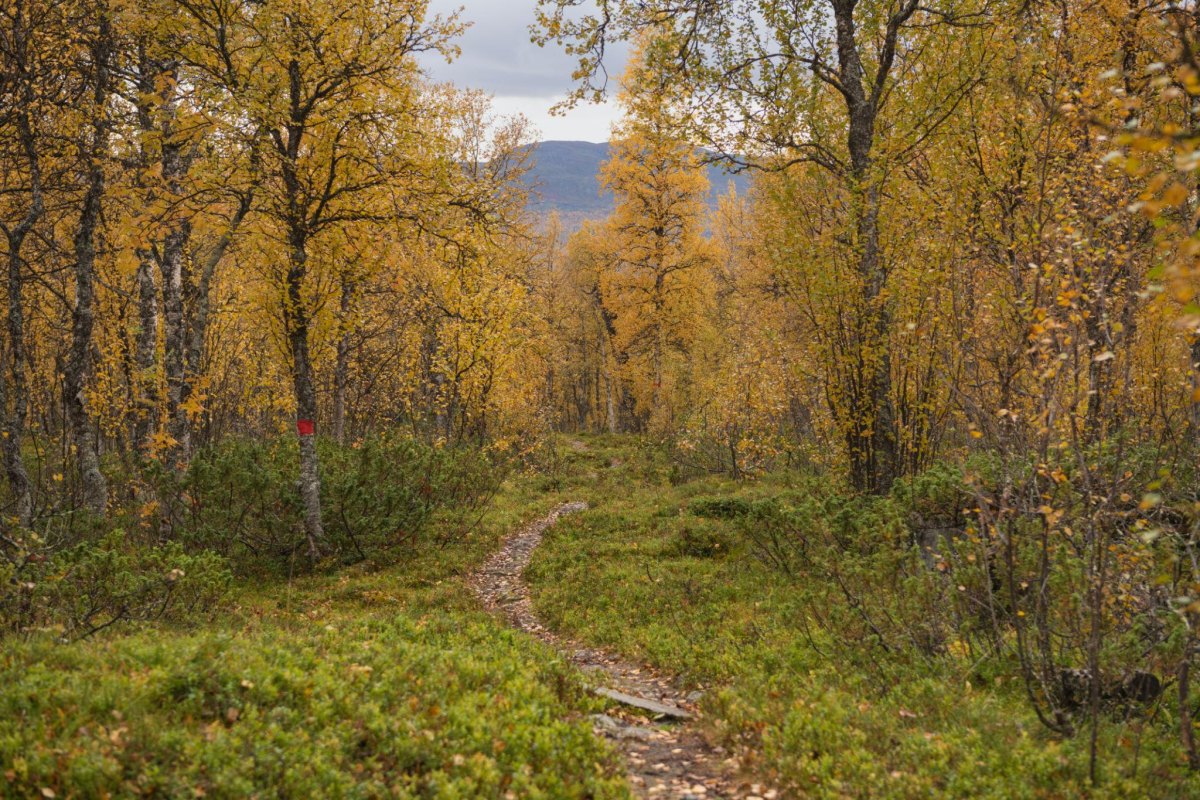 Kungsleden Sweden autumn forest