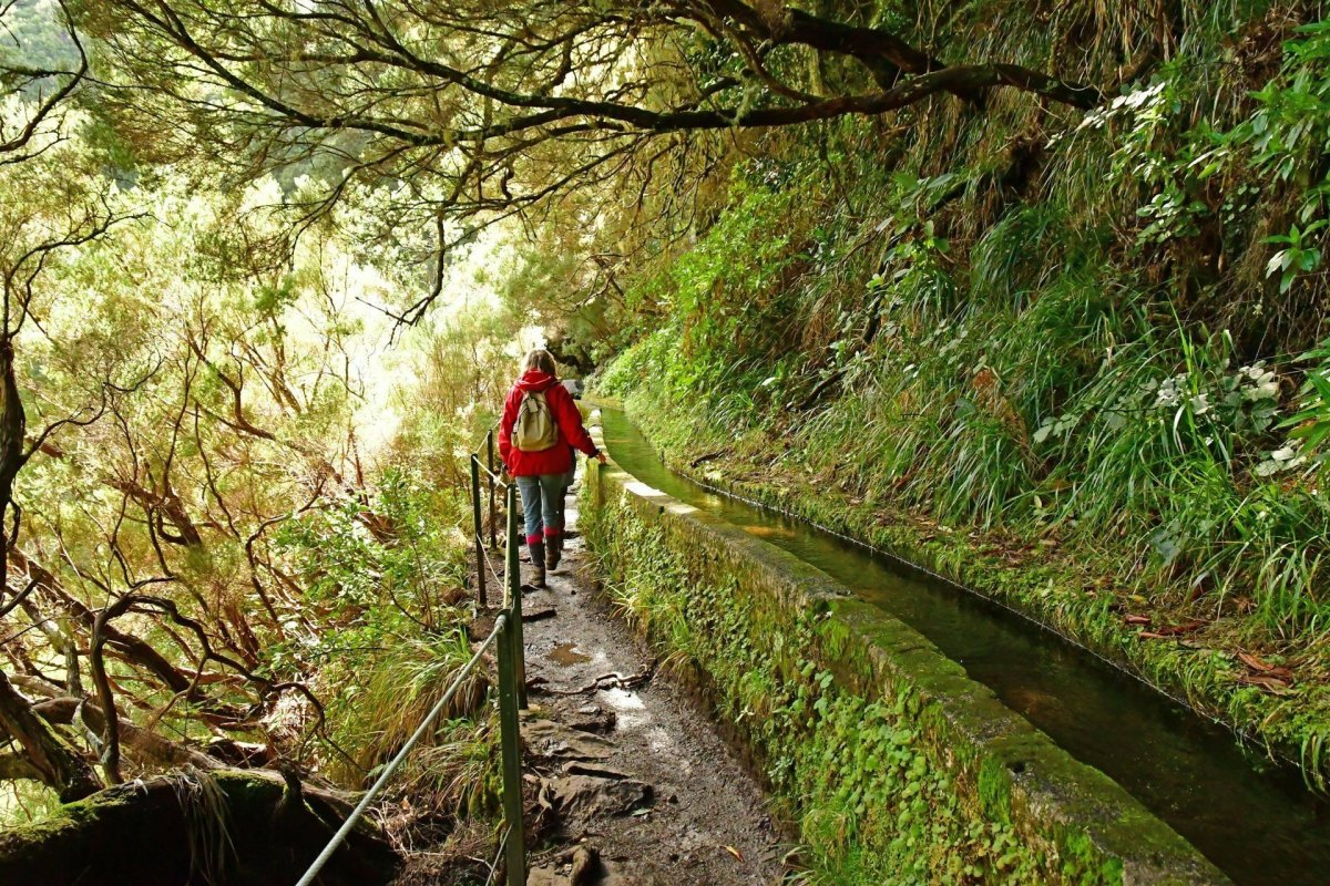 Madeira levada autumn forest path