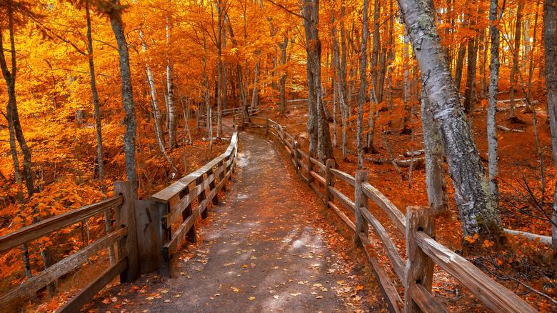 Michigan forest trail fall colors