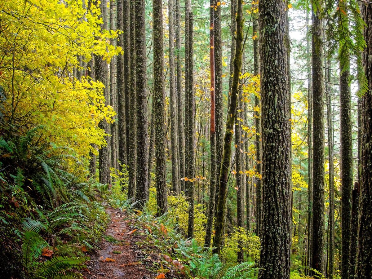 Oregon Cascade autumn trail