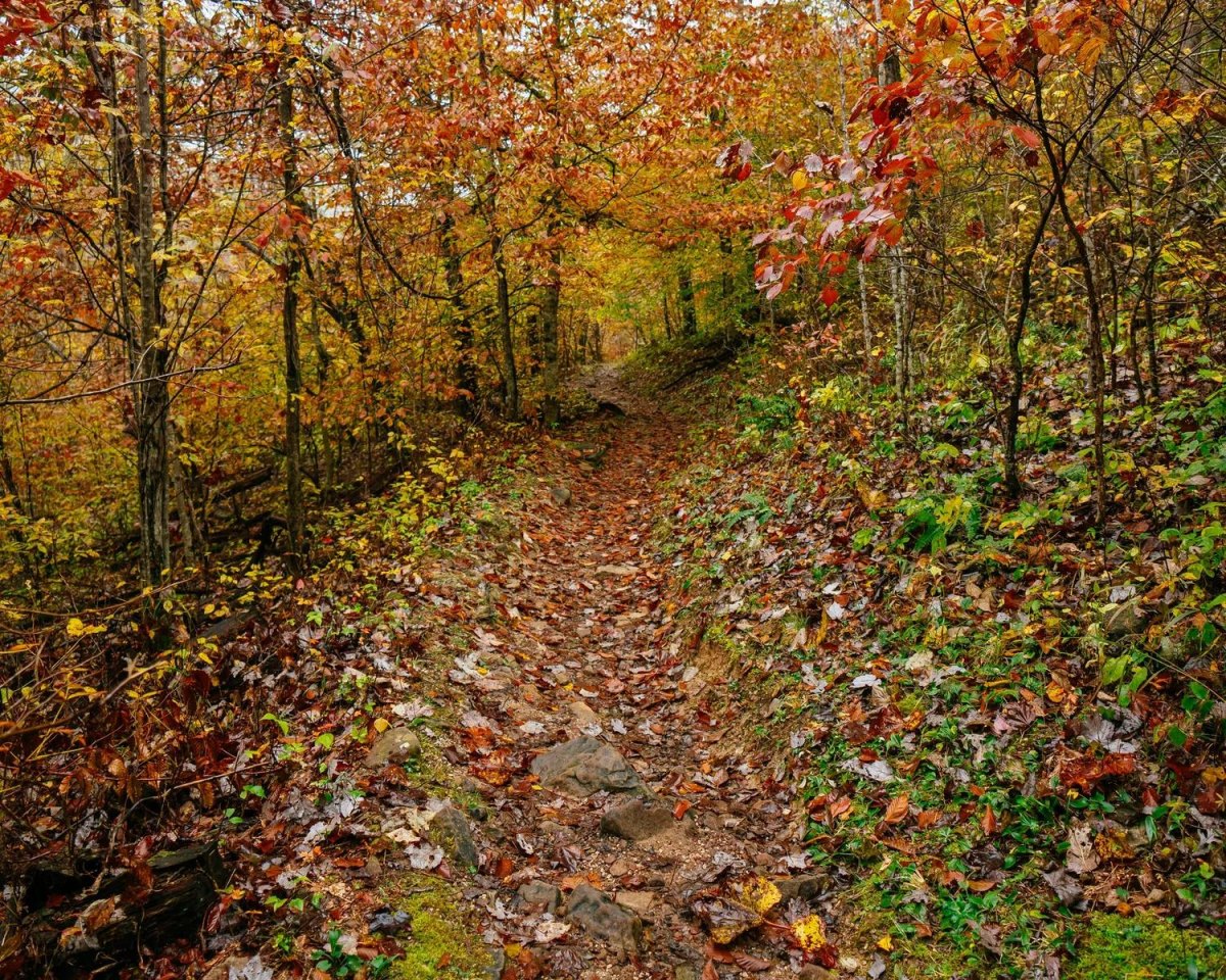 Ozark forest path in fall