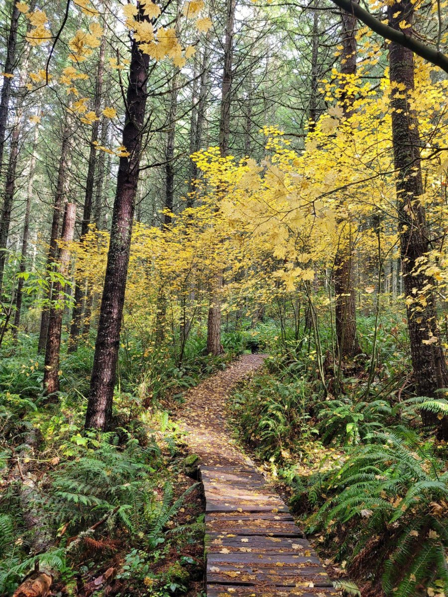 Pacific Northwest cedar maple trail