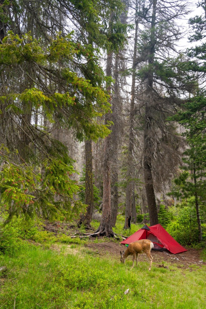 Wildlife near wilderness campsite