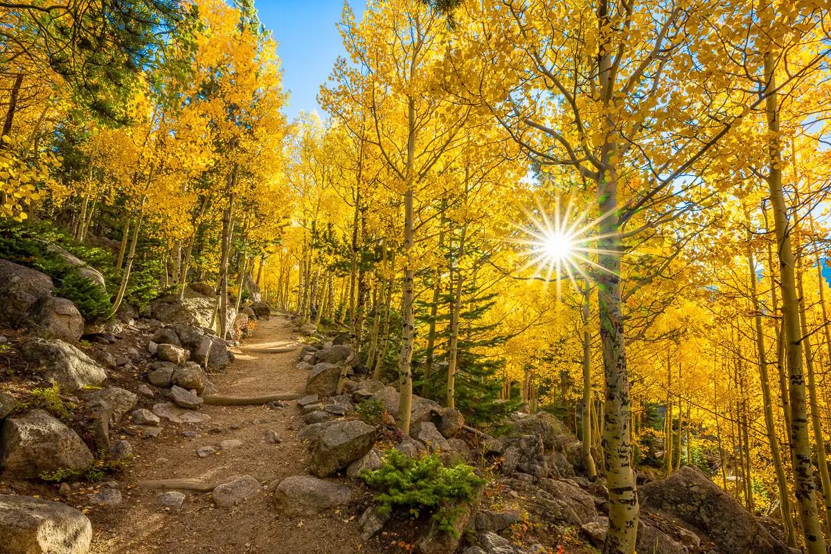 Rocky Mountain aspens in fall