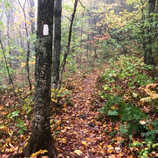 Vermont mountain path with leaves
